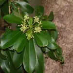 Alstonia Scholaris Plant