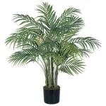 Areca Palm Plant