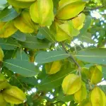Arjun Tree Plant
