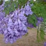 Jacaranda Mimosifolia Plant