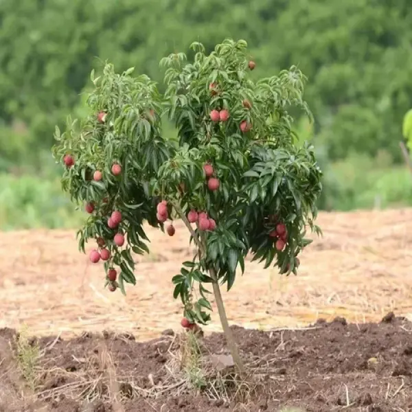 Litchi Fruit Plant