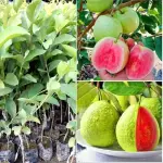 Allahabadi Guava Plant