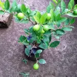 Kolkata Patti Lemon Plant