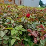 Red Rose Plant