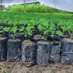 Red Lady 786 Papaya Plant