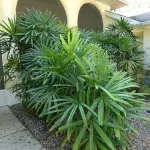 Rhapis Palm Tree