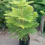 Araucaria Indoor Plant